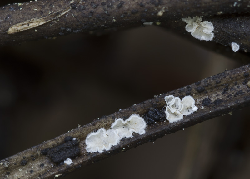 Crepidotus pallidus